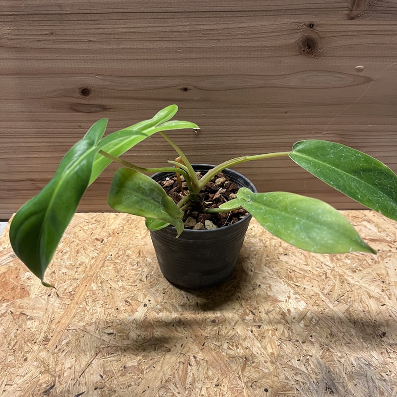 フィロデンドロン 69686 | GREEN LUCK