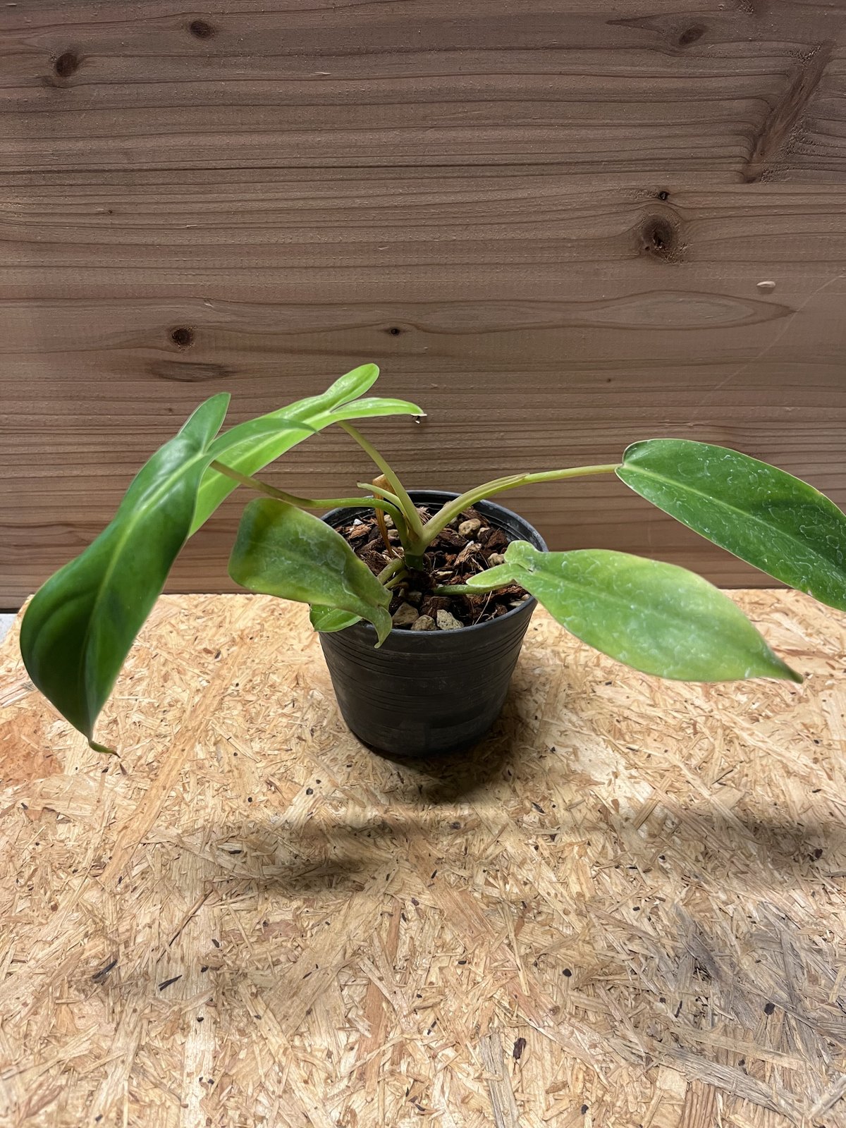 フィロデンドロン 69686 | GREEN LUCK