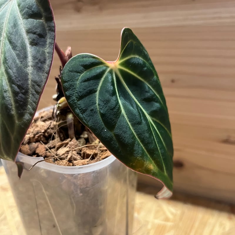 アンスリウム aff.ベッセアエ | GREEN LUCK