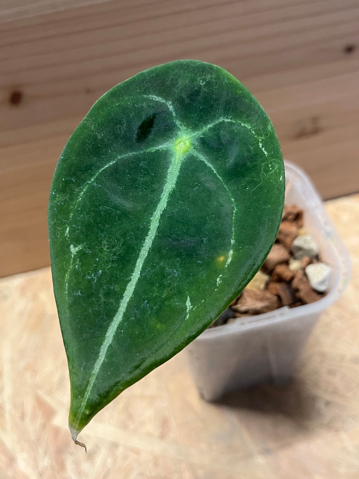 fit=scale-down,w=1200