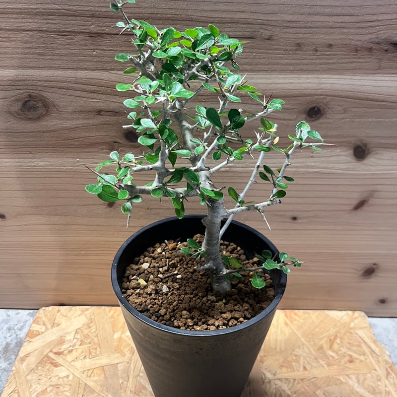 コミフォラ シンプリキフォリア | GREEN LUCK