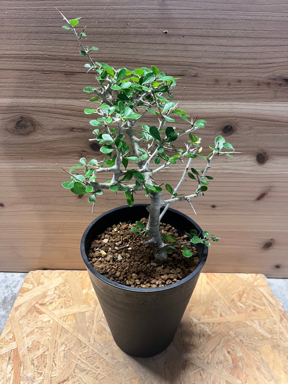 fit=scale-down,w=1200