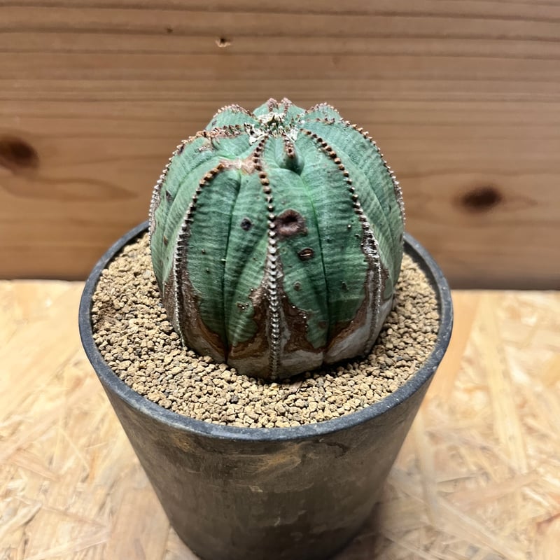 ユーフォルビア オールドオベサ | GREEN LUCK