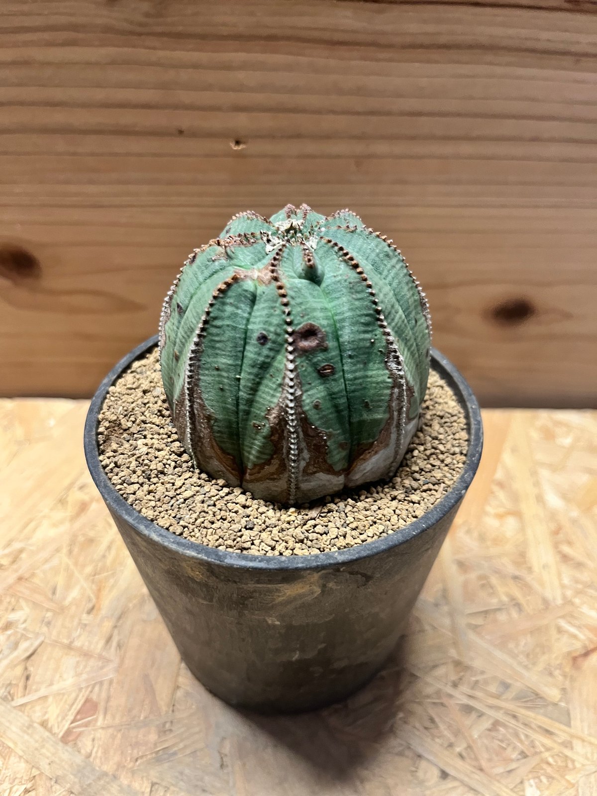 ユーフォルビア オベサ オールド オス株 雄株 オールドオベサ 雄 オス