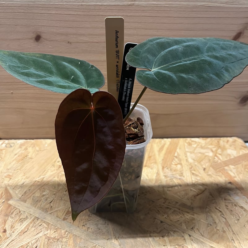 アンスリウム BVIT×アントラキー | GREEN LUCK