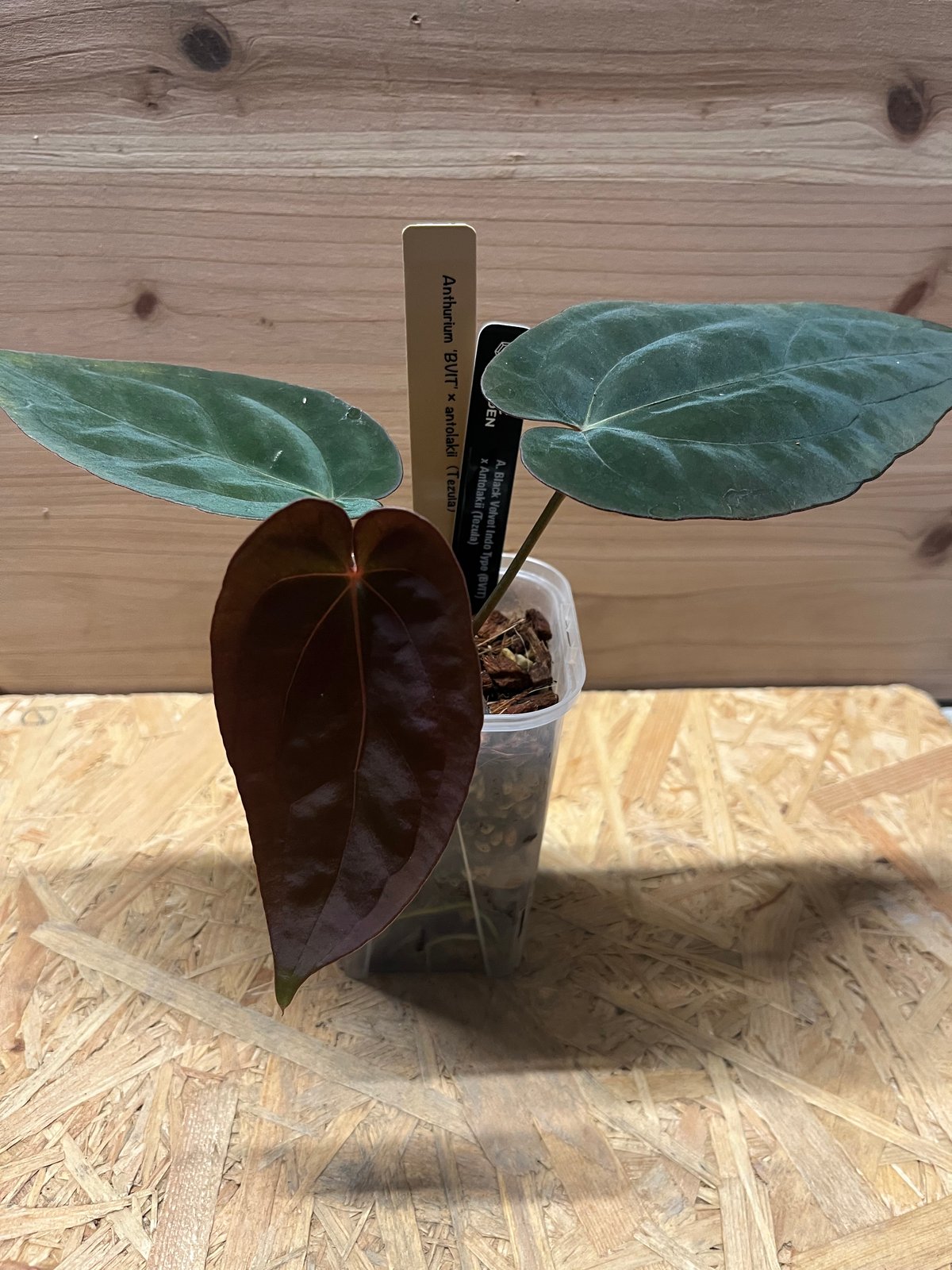 アンスリウム　アントラキー アンスリウム アントラキー （RA7×tezula） | GREEN LUCK