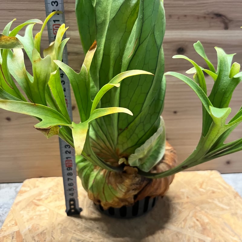 ビカクシダ キッチャクード クイーン | GREEN LUCK