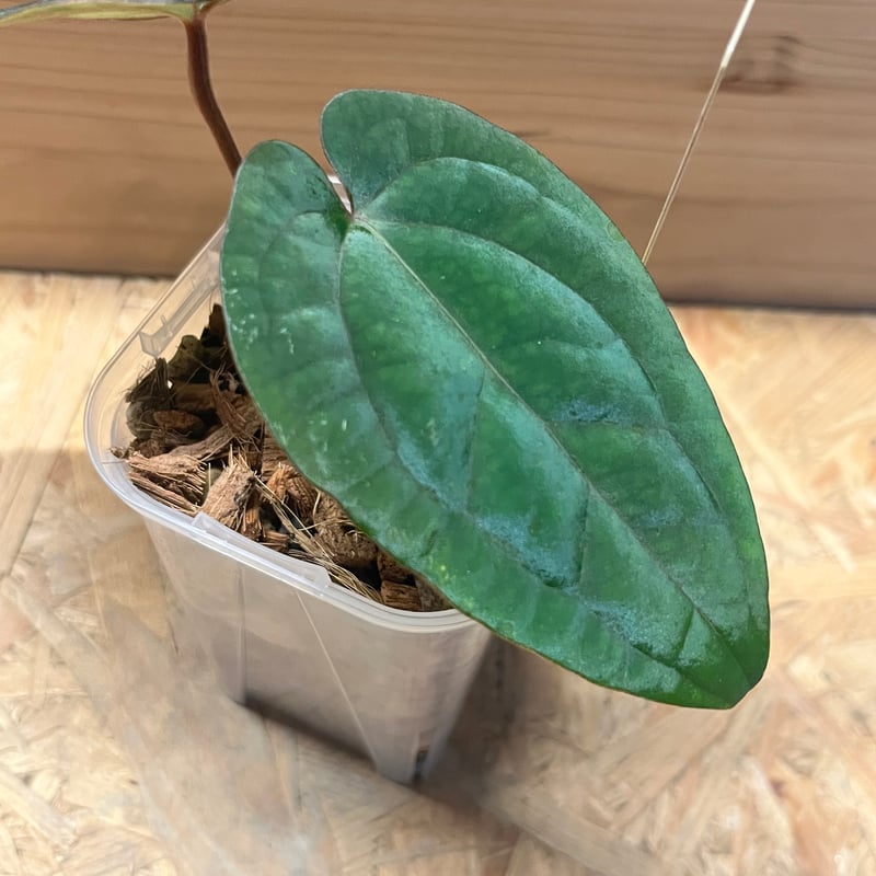 アンスリウム　レッドダークフェニックス × アントラキイ アンスリウム アントラキー×レッドダークフェニックス | GREEN LUCK