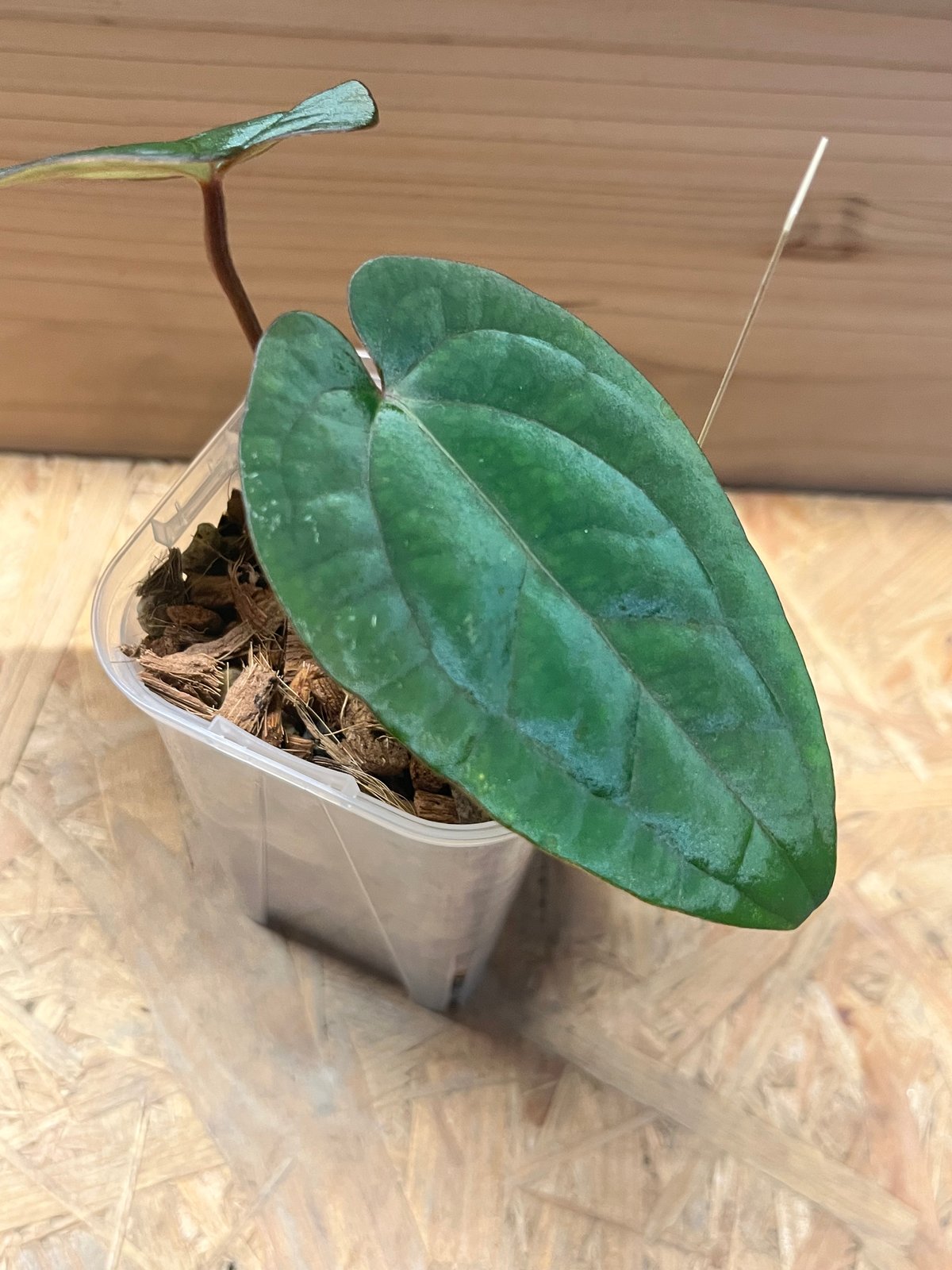 アンスリウム アントラキー×レッドダークフェニックス | GREEN LUCK