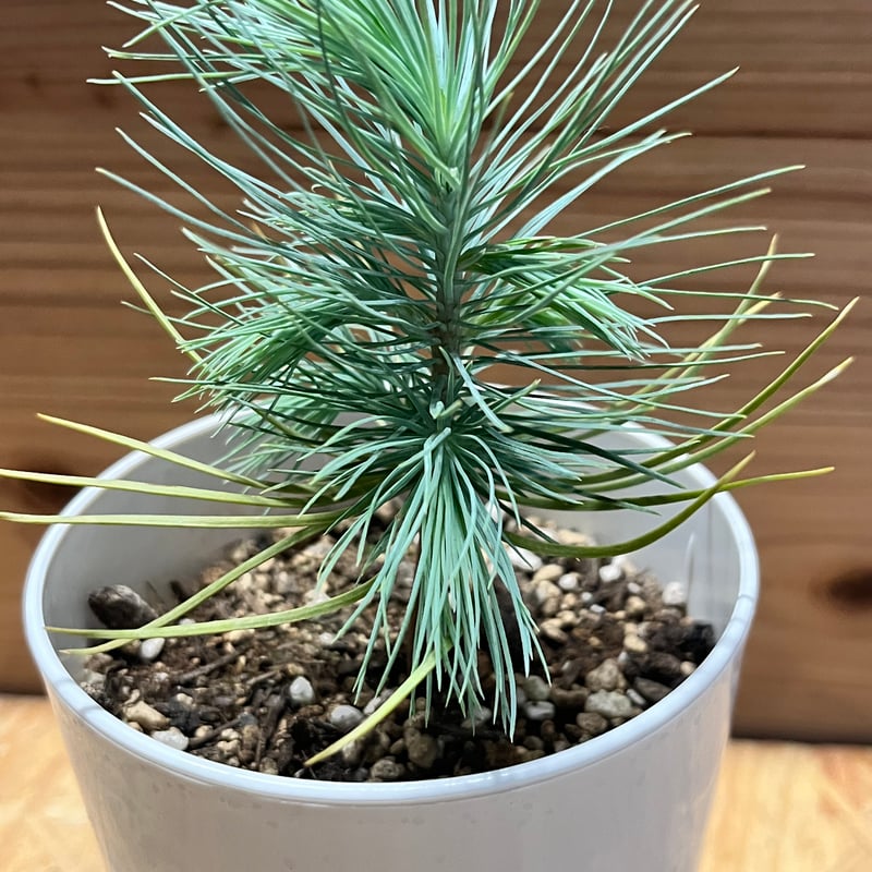 マルチネスピニョンマツ　2株 マルチネスピニョンマツ 2株