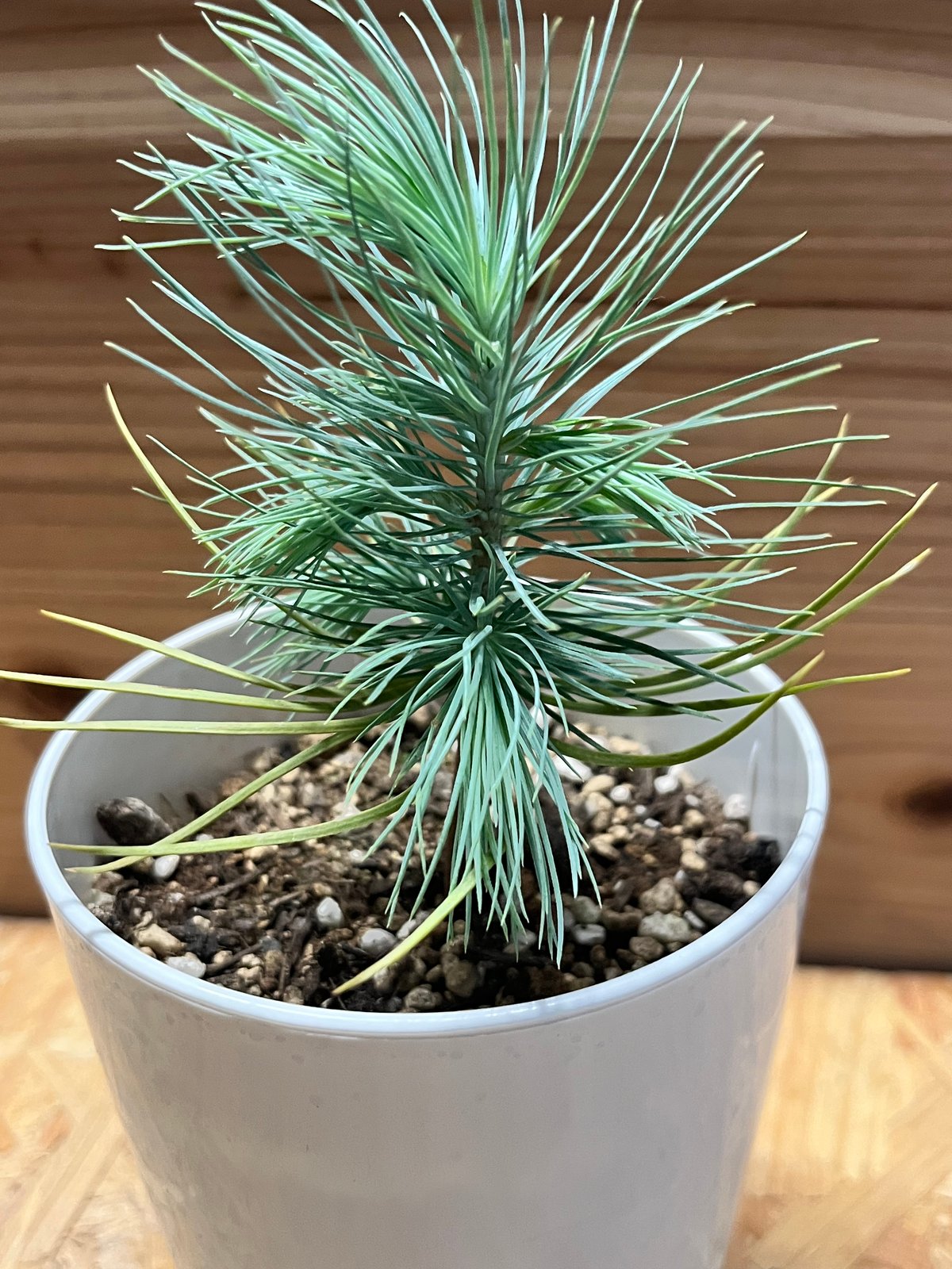 マルチネス ピニョンマツ | GREEN LUCK