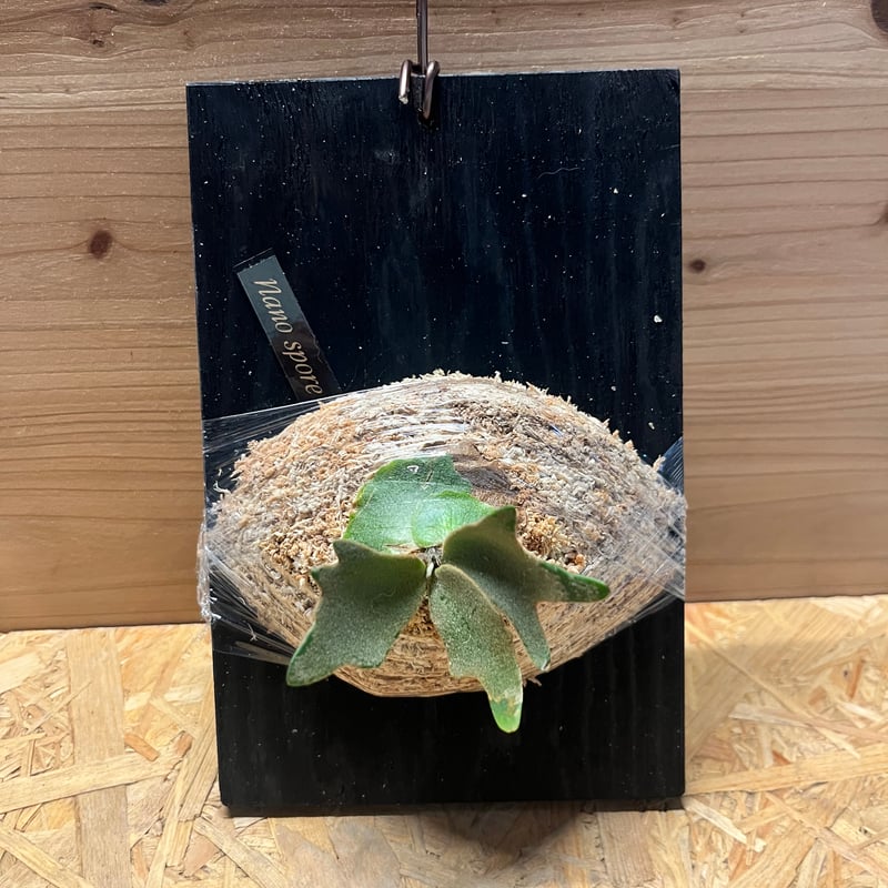 ビカクシダ ナノ スポア | GREEN LUCK