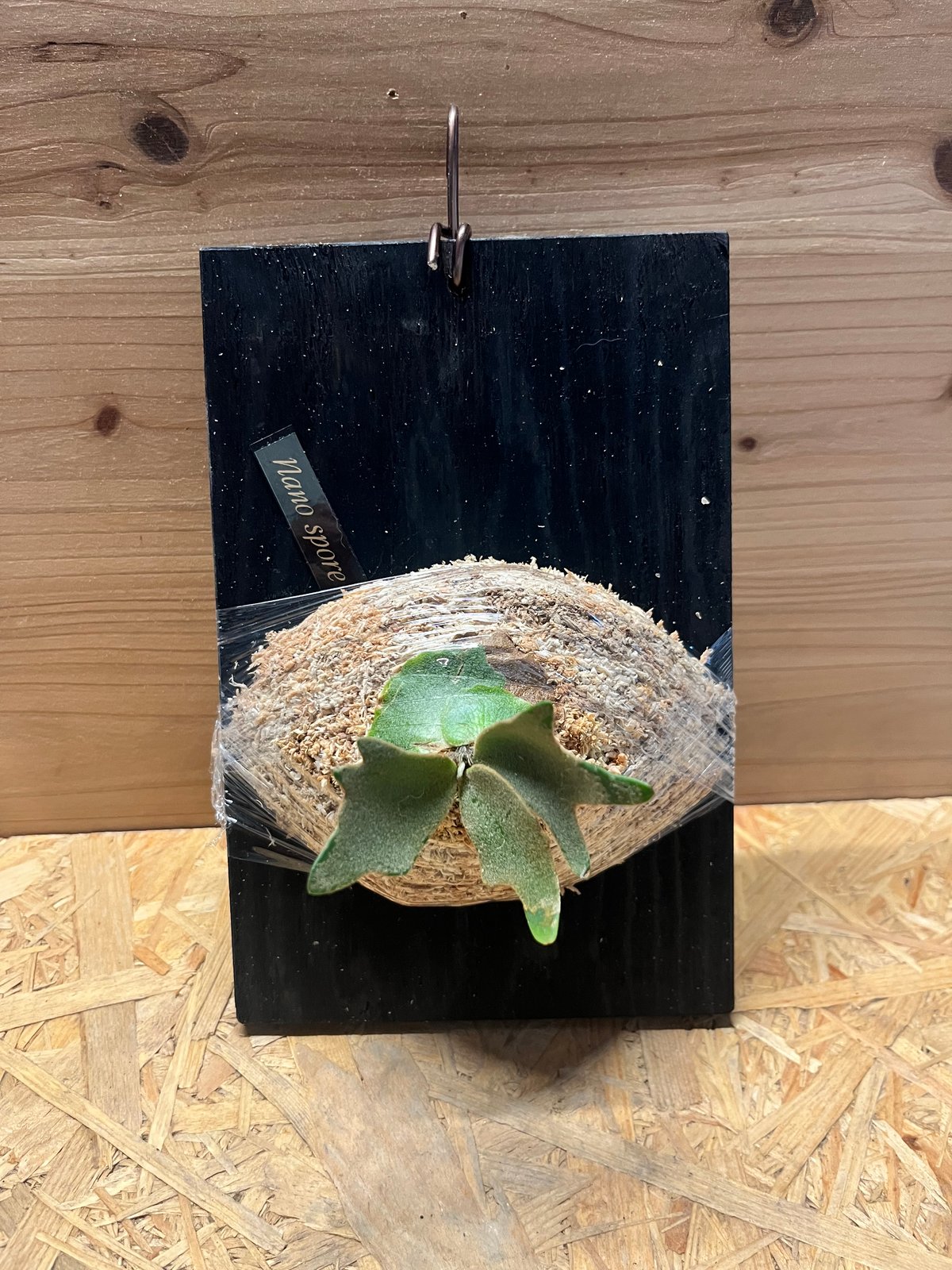 ビカクシダ ナノ スポア | GREEN LUCK