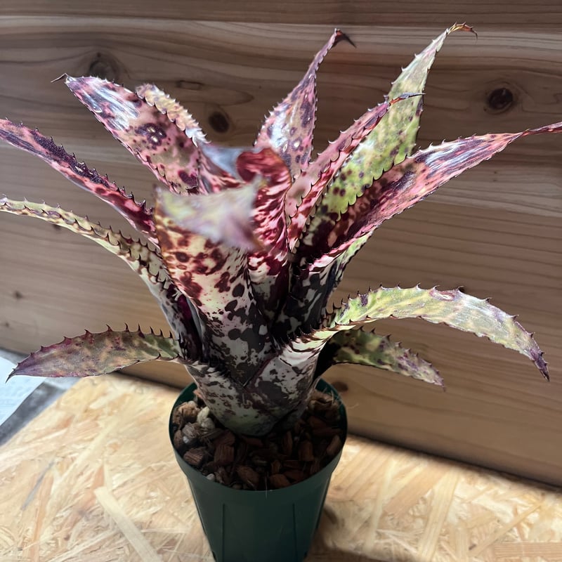 エクメア オーランディアナ レインボー | GREEN LUCK