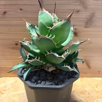 アガベ ユタエンシス エボリスピナ 陽炎 未発根 | GREEN LUCK
