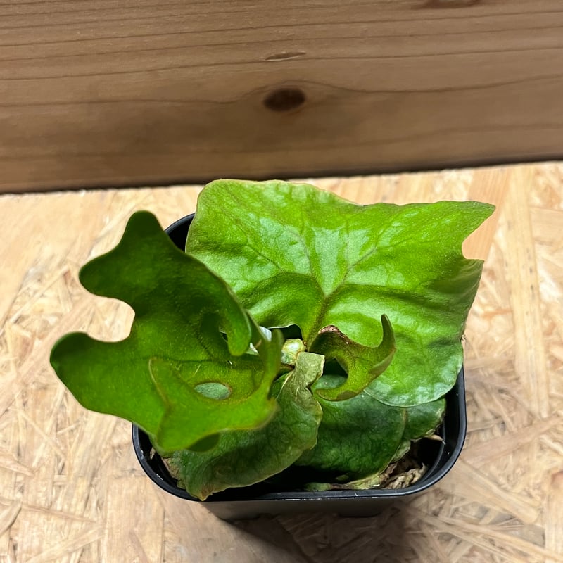 ビカクシダ リドレイ ドワーフ＆コンパクト | GREEN LUCK