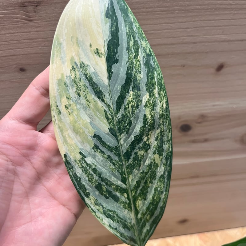 アグラオネマ ニティドゥム カーティシー 斑入り | GREEN LUCK