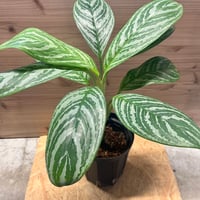 ビカクシダ ヒリー×ビフルカツム | GREEN LUCK