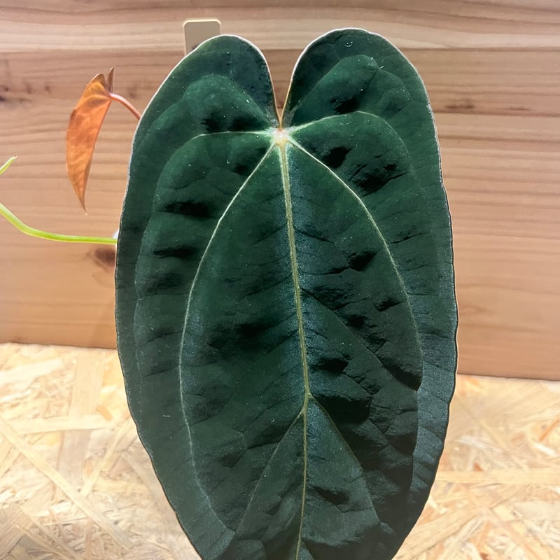 アンスリウム フォルゲッティ×アントラキー（tezula） | GREEN LUCK