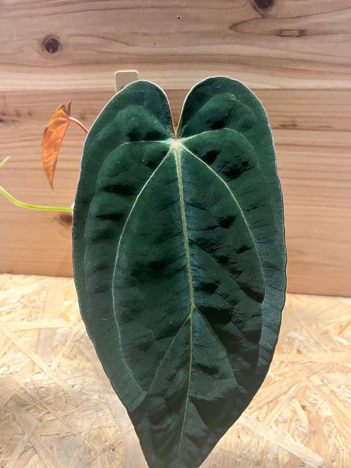 アンスリウム　アントラキー アンスリウム アントラキー （RA7×tezula） | GREEN LUCK