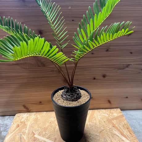 フロリダーナ | STORES