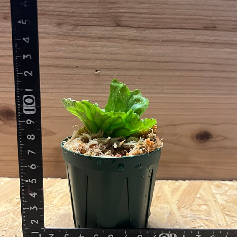 ビカクシダ ワンダエドワーフ | GREEN LUCK