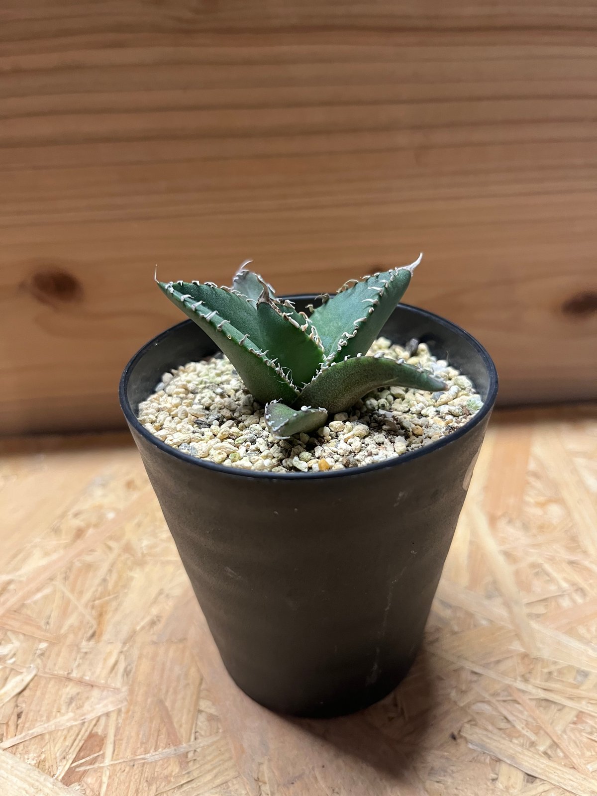 アガベ　イタリアメリクロン 先日のイタリアメリクロン、沢山のお問合せありがとうございました