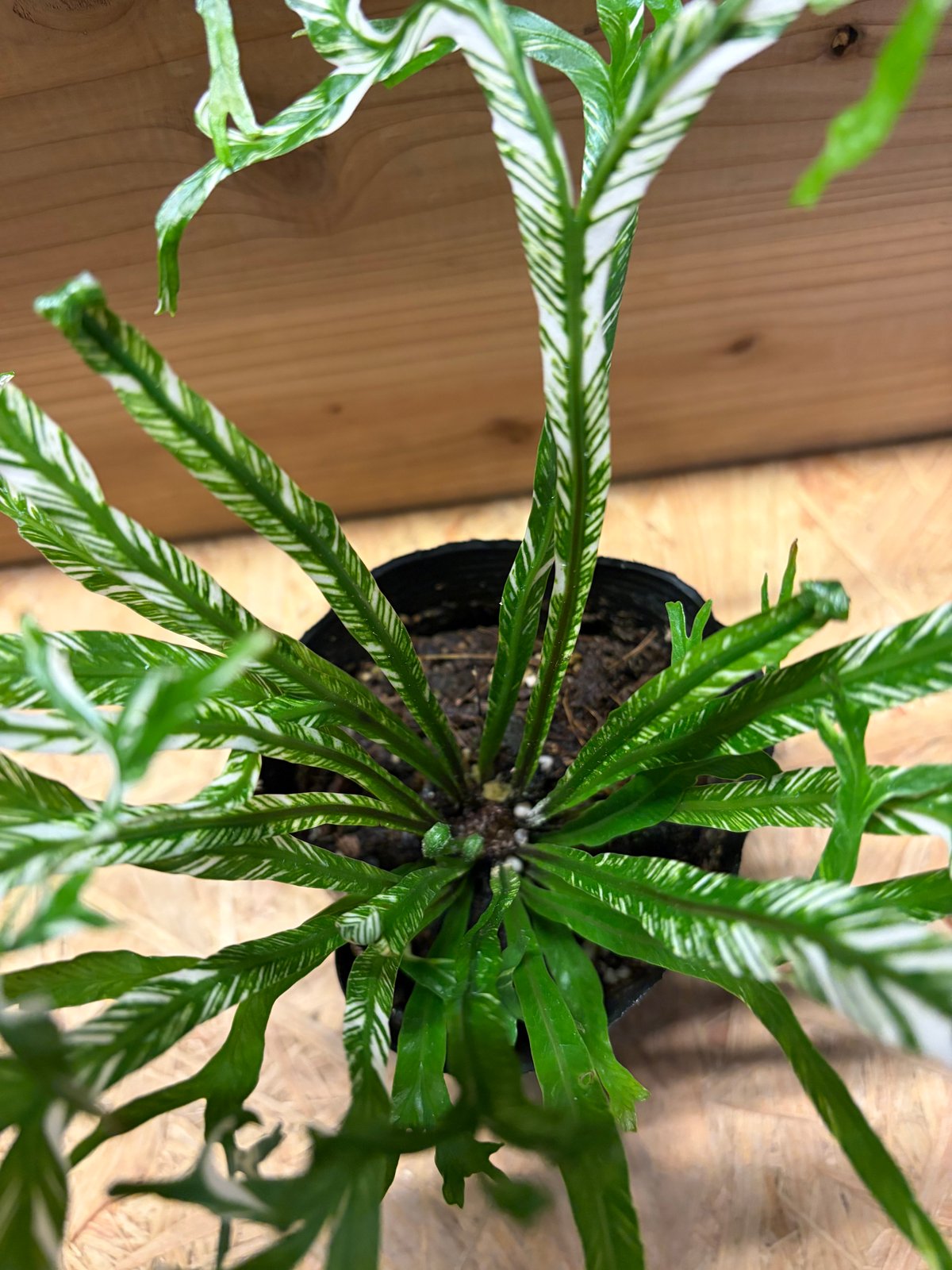 斑入り　アスプレニウム　ニダス　苗　観葉植物 アスプレニウム ニダス 斑入り | GREEN LUCK