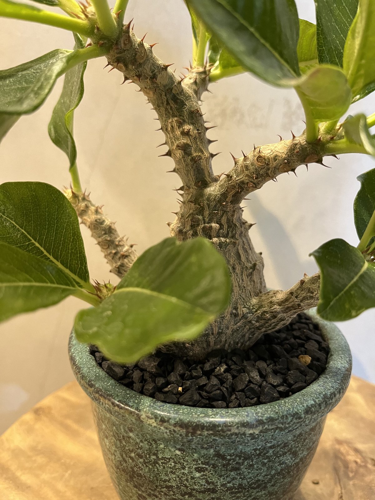 パキポディウム ウィンゾリー×伝市鉢 | GREEN LUCK