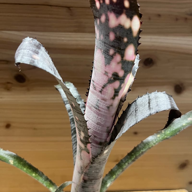 ビルベルギア パイプライン | GREEN LUCK