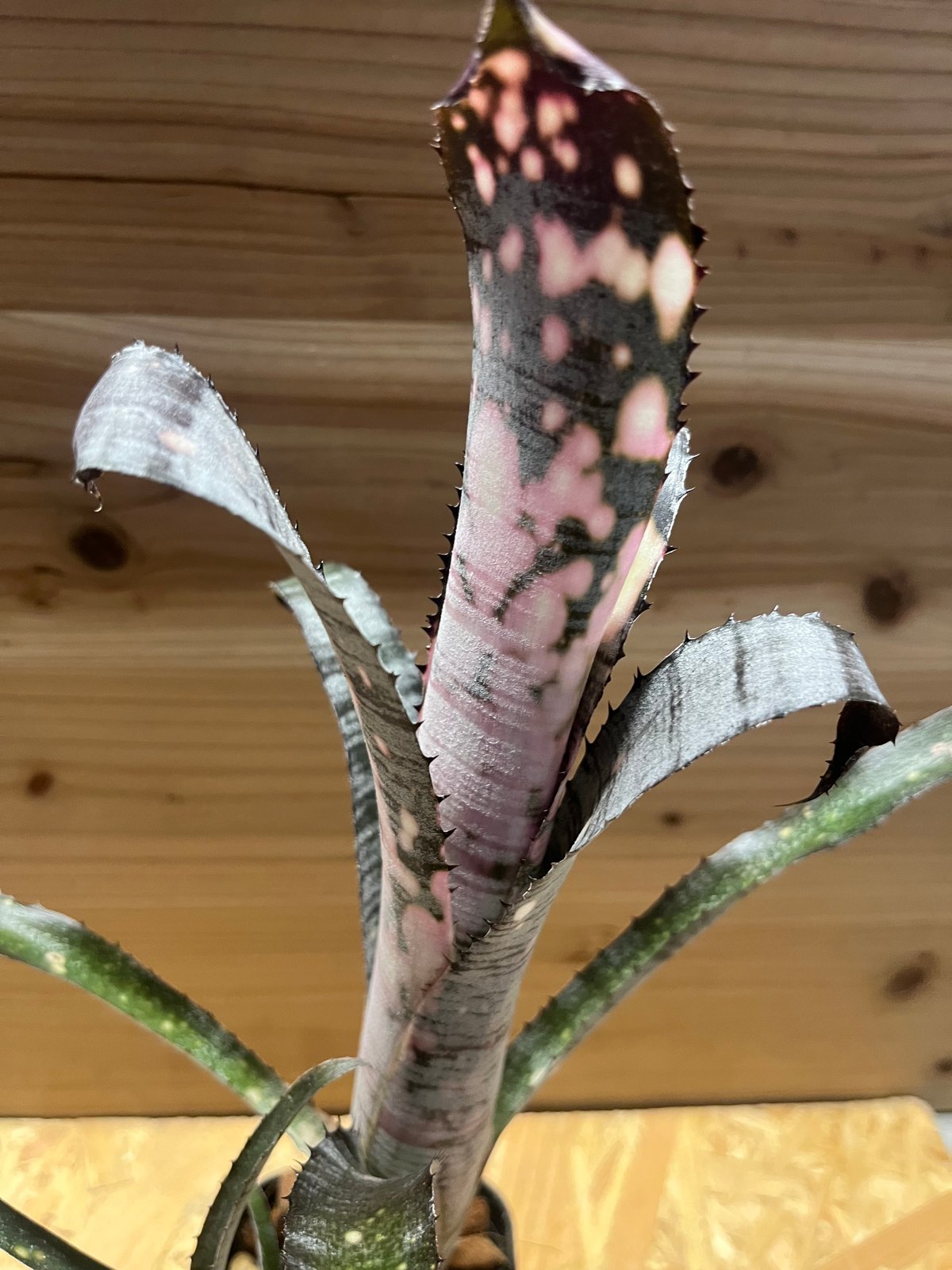 ビルベルギア パイプライン | GREEN LUCK