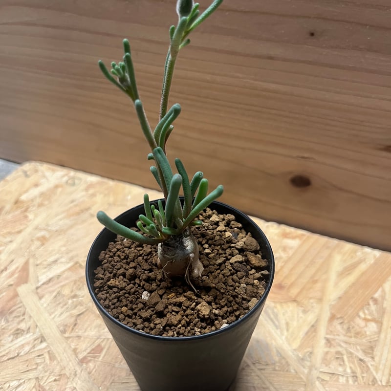 フィロボルス テヌイフロルス | GREEN LUCK