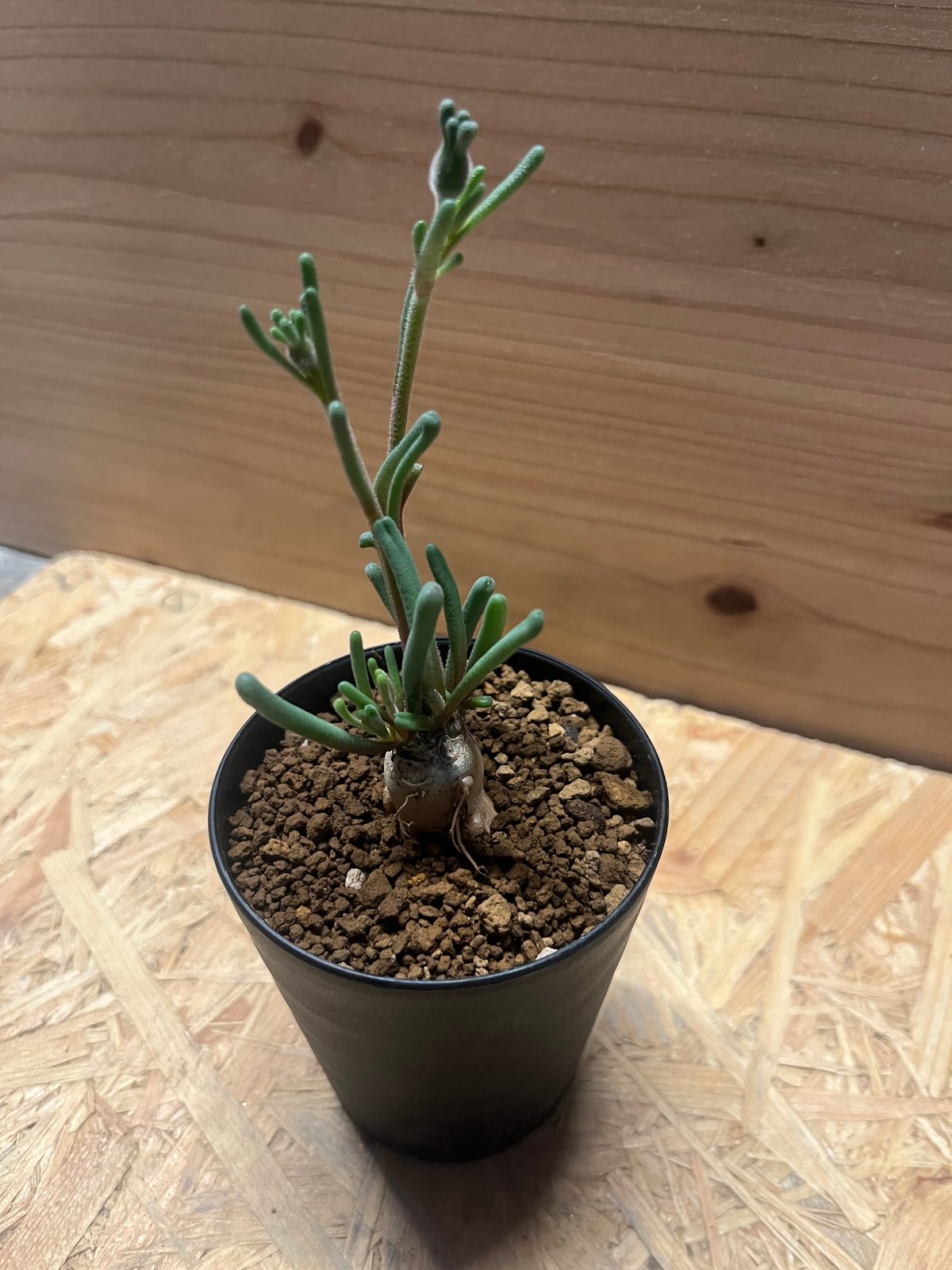 フィロボルス テヌイフロルス | GREEN LUCK フィロボルス テヌイフロルス | GREEN LUCK