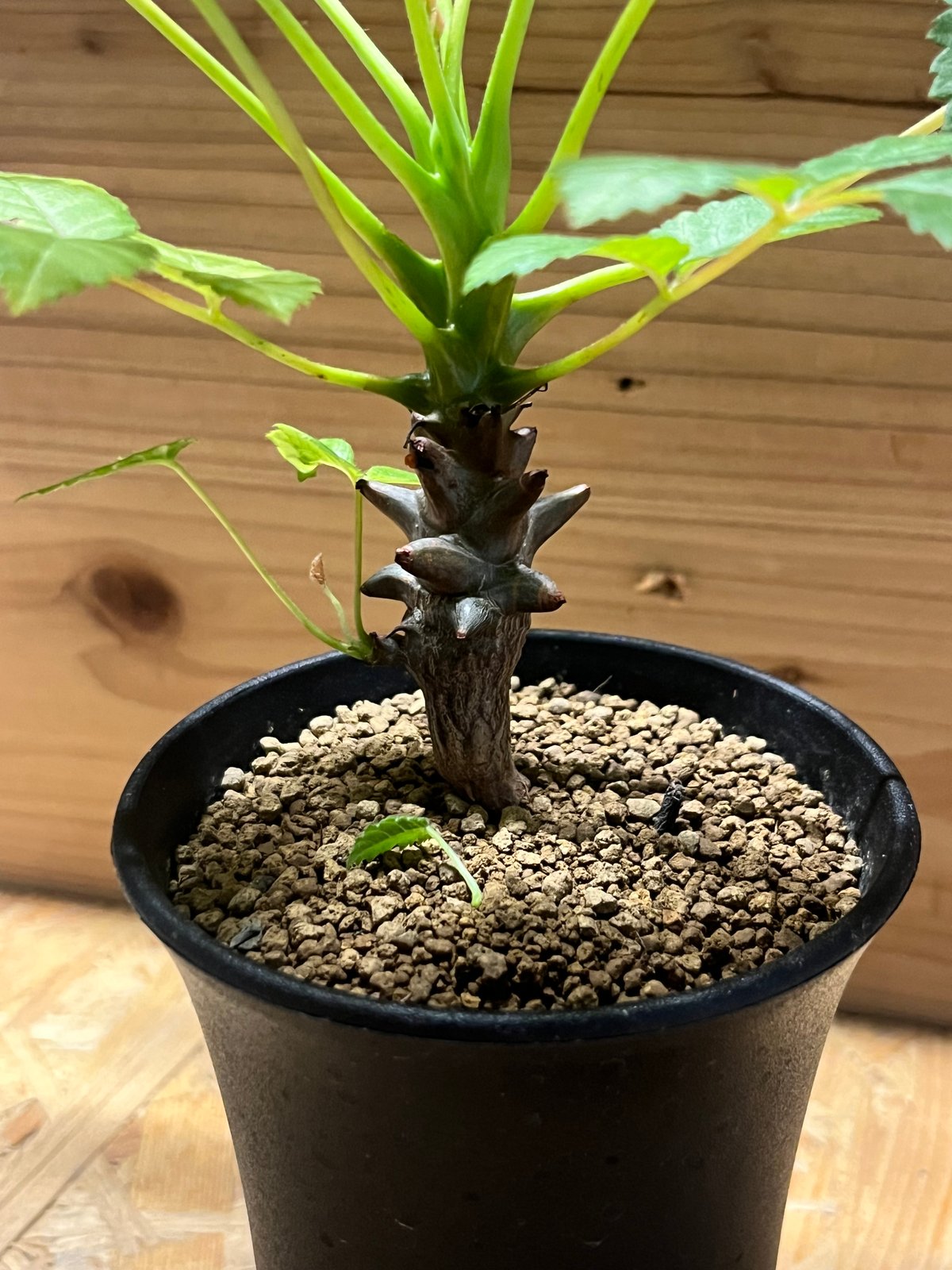 ベイセリア メキシカーナ | GREEN LUCK