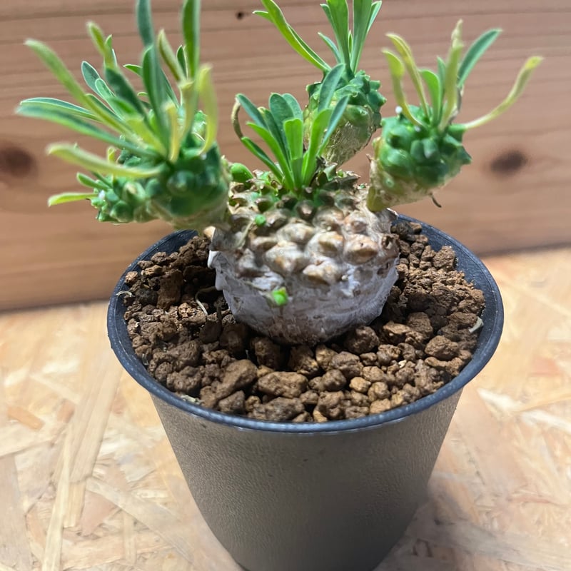 ユーフォルビア 峨眉山 | GREEN LUCK