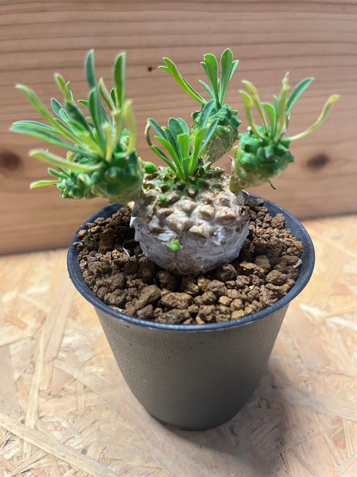 ユーフォルビア 峨眉山 | GREEN LUCK