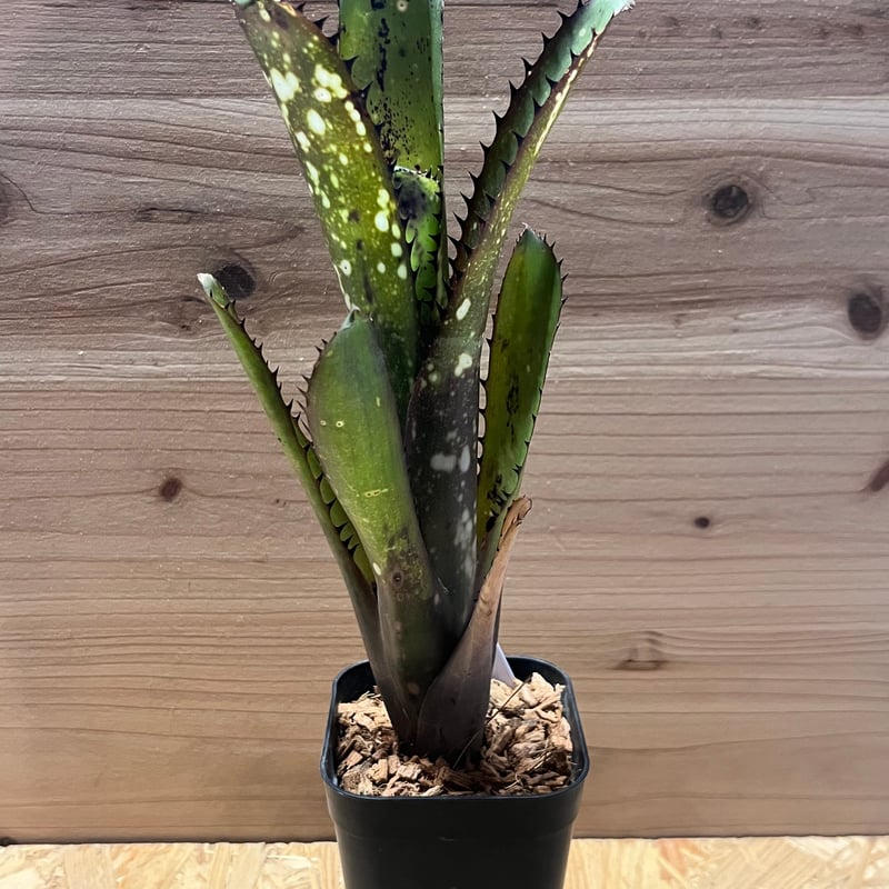 ビルベルギア 'オーバーザムーン' | GREEN LUCK