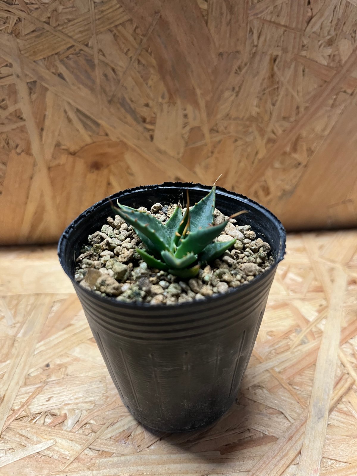 アガベ ユタエンシス エボリスピナ 実生 | GREEN LUCK