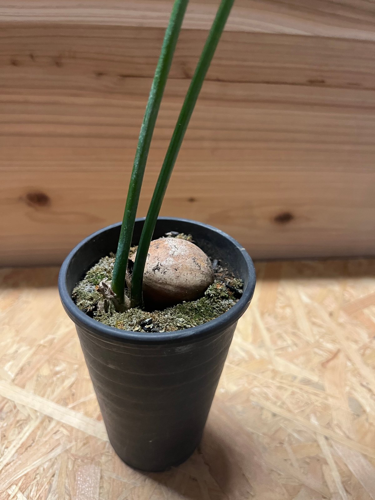 ディオーン スピヌロスム | GREEN LUCK