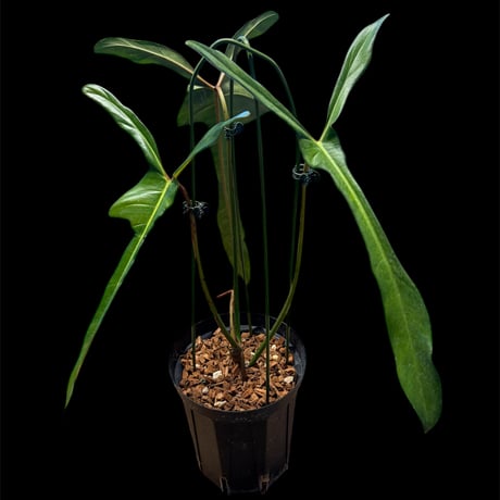 フィロデンドロン | STORES