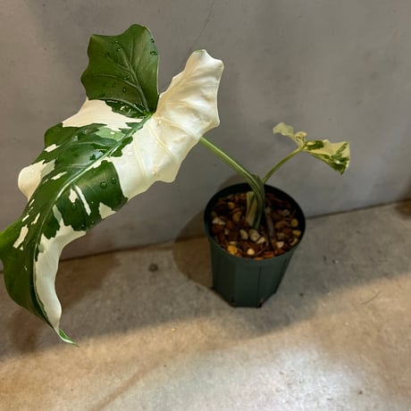 クワズイモ | STORES