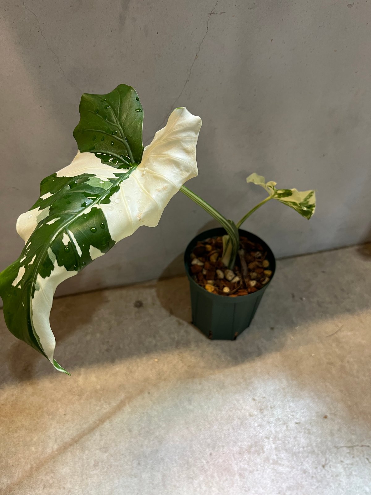 斑入りクワズイモ オキナワシルバー | GREEN LUCK