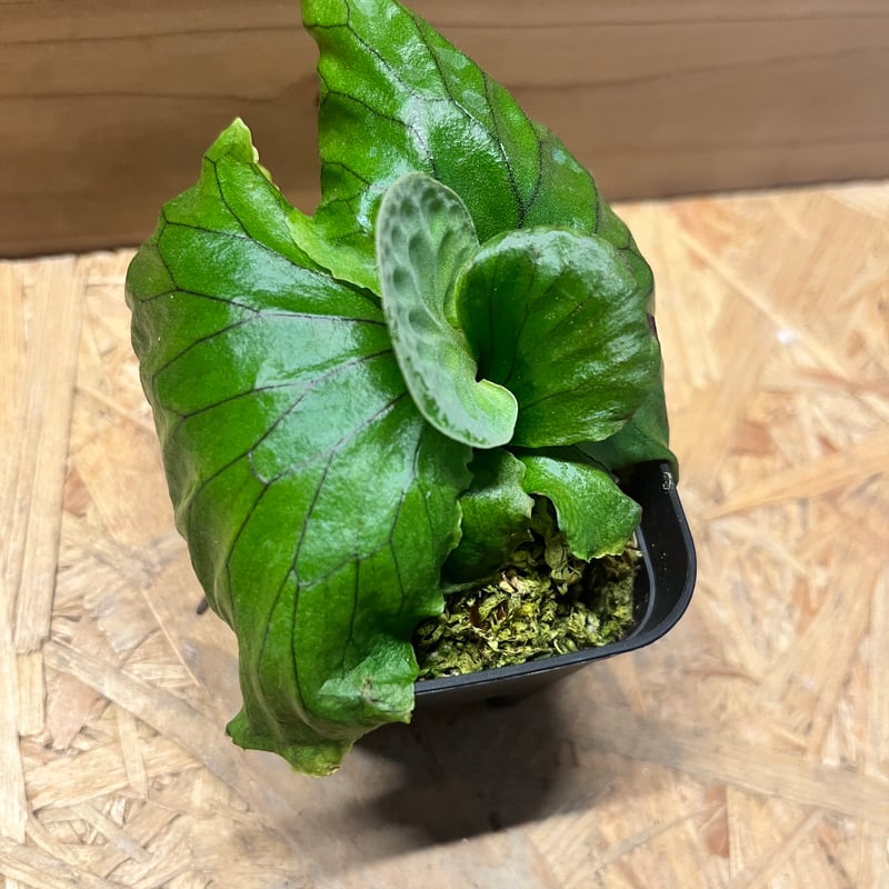 ビカクシダ 415 ビカクシダ マダガスカリエンセ | GREEN LUCK