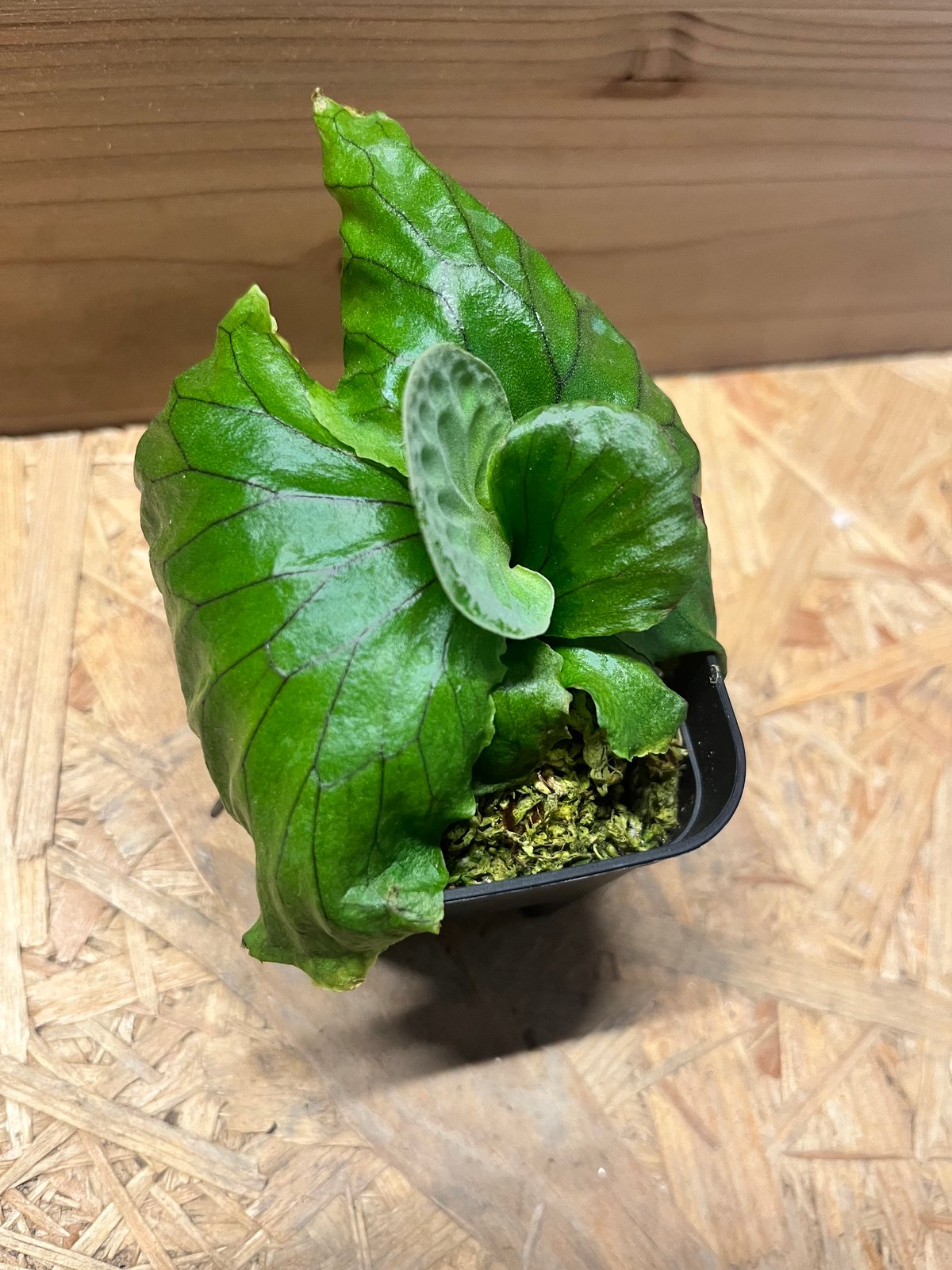 ビカクシダ マダガスカリエンセ | GREEN LUCK