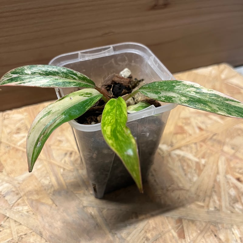 も*ぎ様 フィロデンドロン　キャラメルマーブル　バリエガータ 斑入り　65 Philodendron Caramel Marble Variegated フィロデンドロン