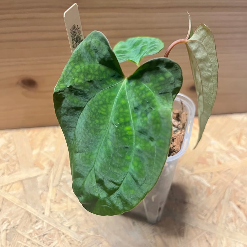 【HS】アンスリウム　パンプキンスパイス アンスリウム パンプキンスパイス×パピリラミナム