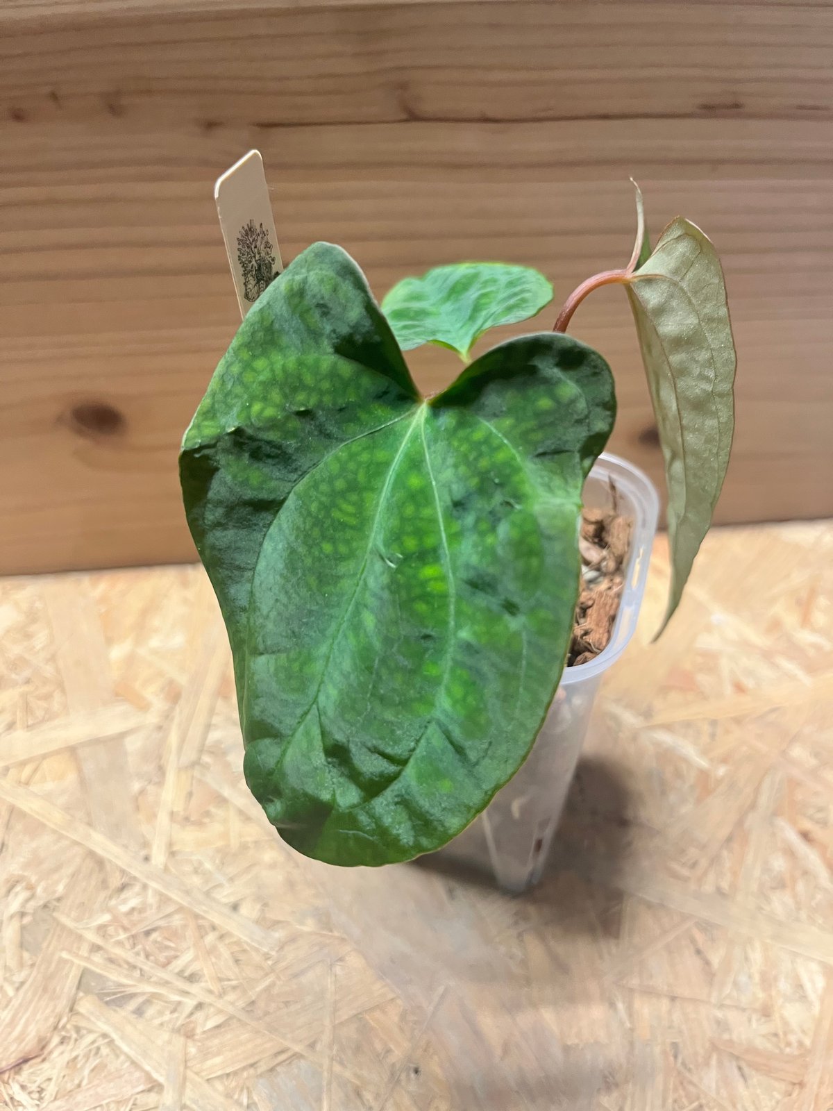 【HS】アンスリウム　パンプキンスパイス アンスリウム パンプキンスパイス×パピリラミナム ラルフライナム