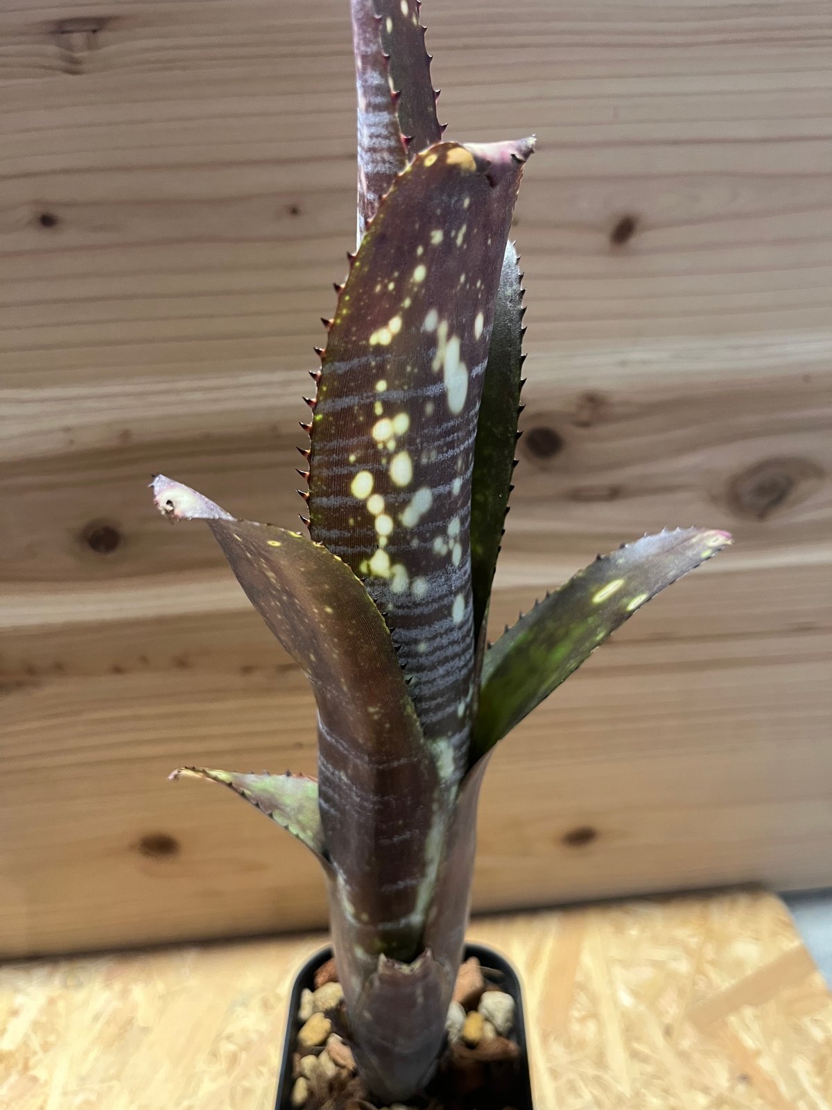 ビルベルギア ミッドナイトサン | GREEN LUCK