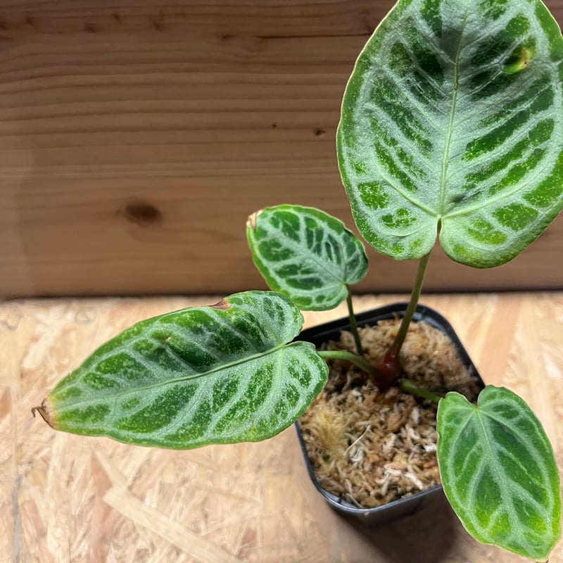 アンスリウム クリスタリナム シルバー強め選抜 | GREEN LUCK