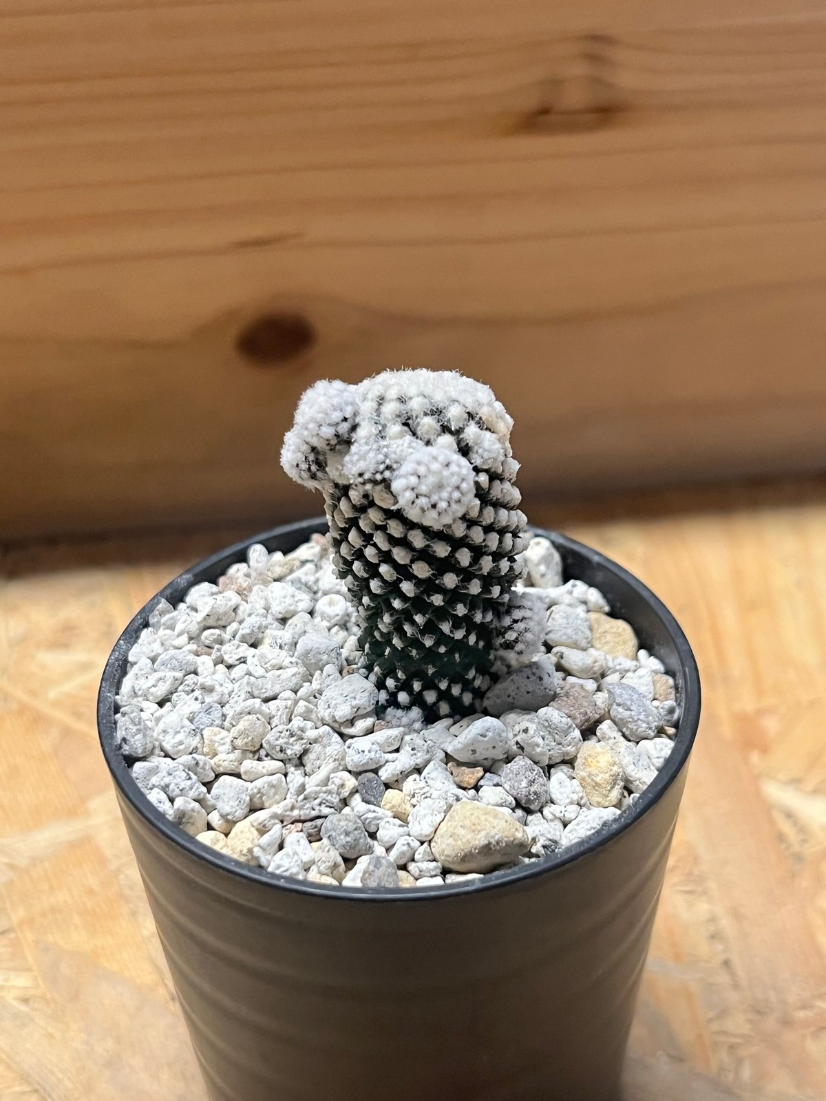 Copiapoa コピアポア　テヌイシマ　テヌイッシマ　群生　仔吹　鉢のまま発送 Copiapoa コピアポア テヌイシマ テヌイッシマ 群生 仔吹 鉢の
